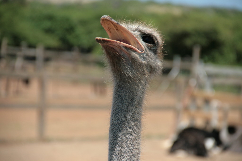 Curacao-struisvogelfarm-Ostrich Farm