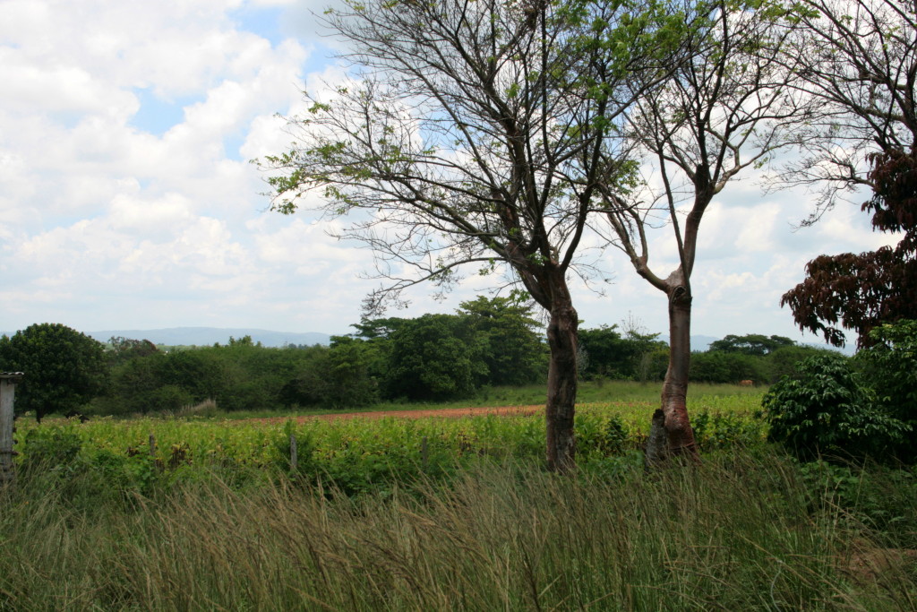 Tabaksplantage-Cuba-Vinales-Pinar del Rio