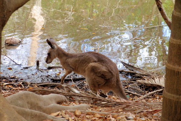 Australie-kangoeroe