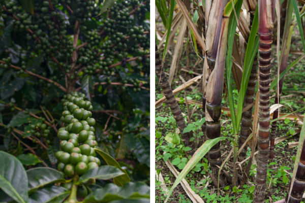 Costa Rica-Monteverde-nationaal park-koffieplantage