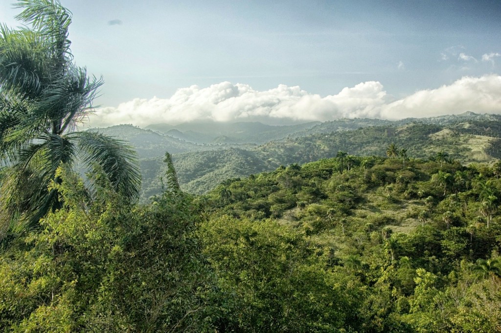 Dominicaanse Republiek-jungle