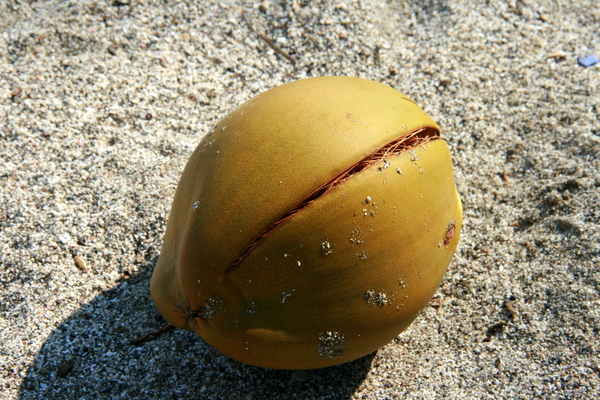 Costa Rica-Samara-strand-kokosnoot