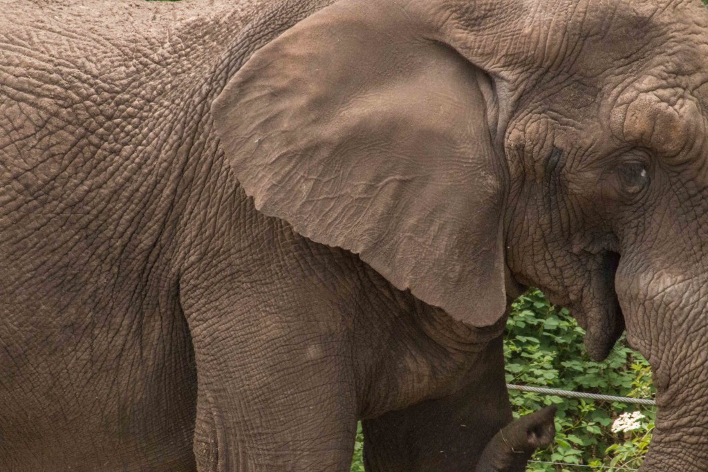 Beekse Bergen-safaripark-olifant-telelens