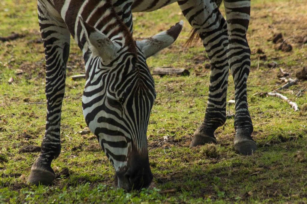 Beekse Bergen-zebra-safaripark-telelens