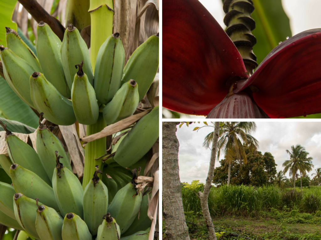 Dominicaanse Republiek-locals-woning-gezinnen-vruchten