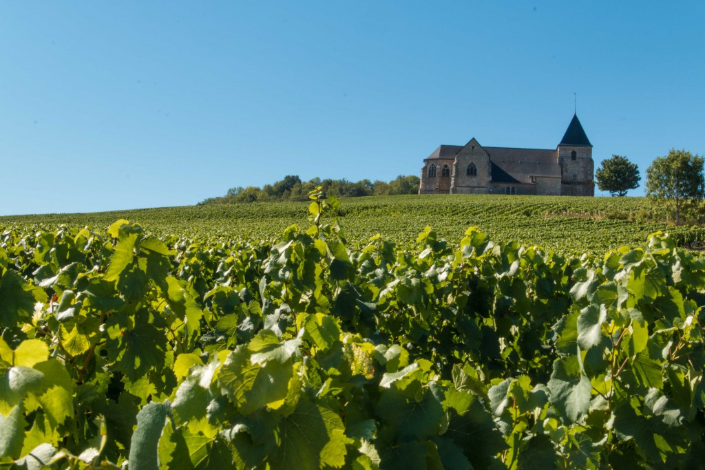 Frankrijk-Champagne-wijngaarden-Epernay