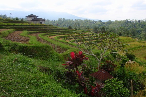 Indonesie-Java-Bali-rijstvelden-verschillen-eilanden