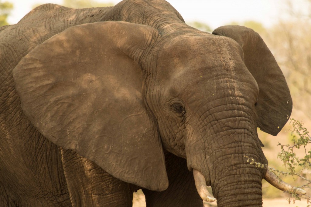 Zuid Afrika-Kruger park-olifant-big five