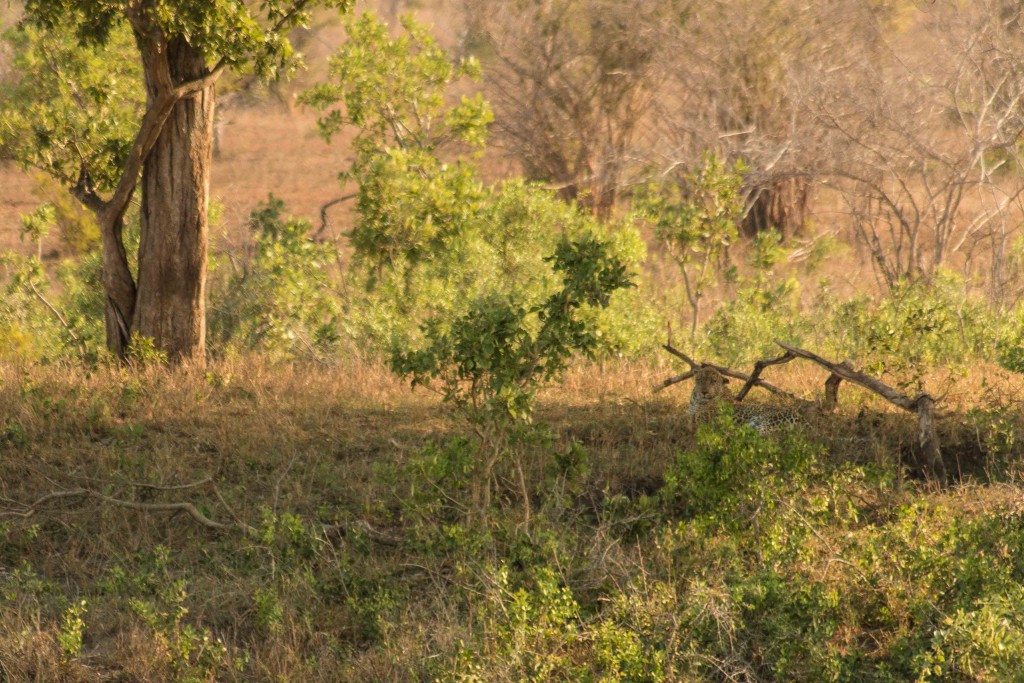 Zuid Afrika-Big Five-safari-luipaard-Kruger Park