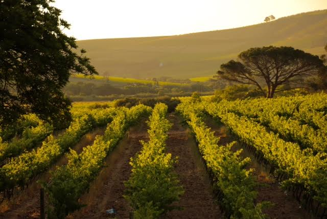 Zuid Afrika-Stellenbosch-wijn-wijngaarden