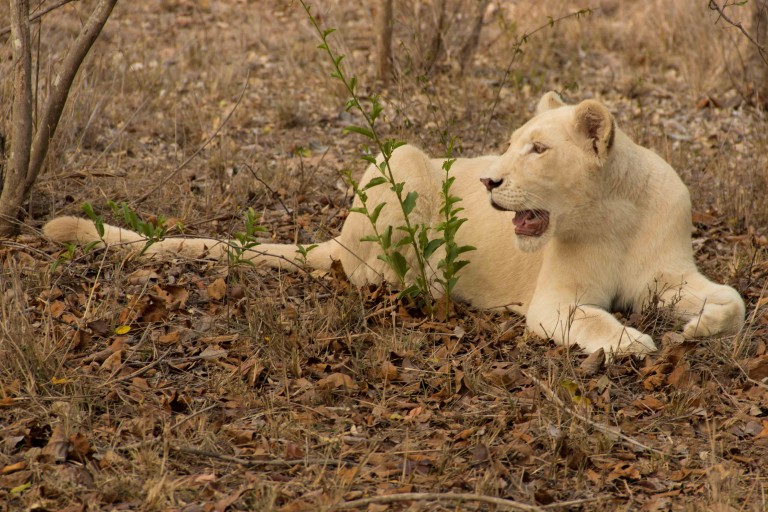 Wandelen met witte leeuwen in ZuidAfrika Meisje van de Wereld Wandelen met witte leeuwen in ZuidAfrika Meisje van de Wereld
