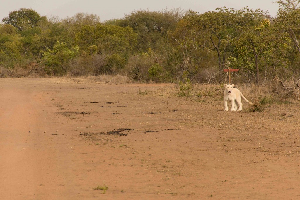 Zuid Afrika-leeuwen-safari-wandelen-Hoedspruit-private game reserve