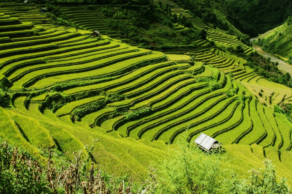 Vietnam-Azie-rijstvelden