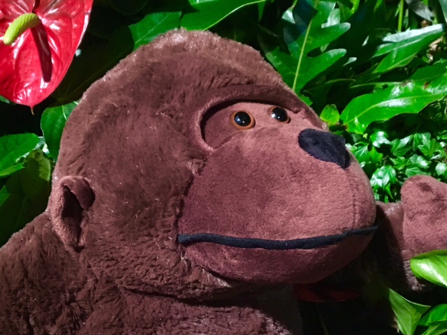 Matoke Tours-Virtual Reality-gorilla tracking